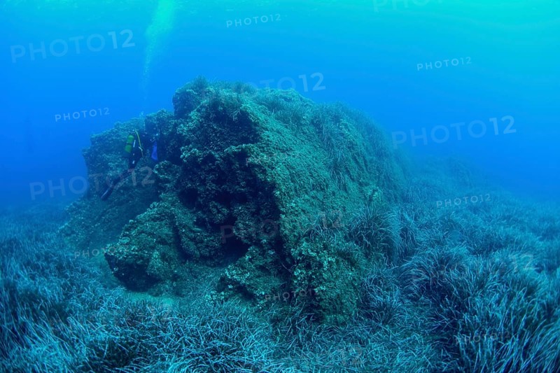 Posidonia oceanica