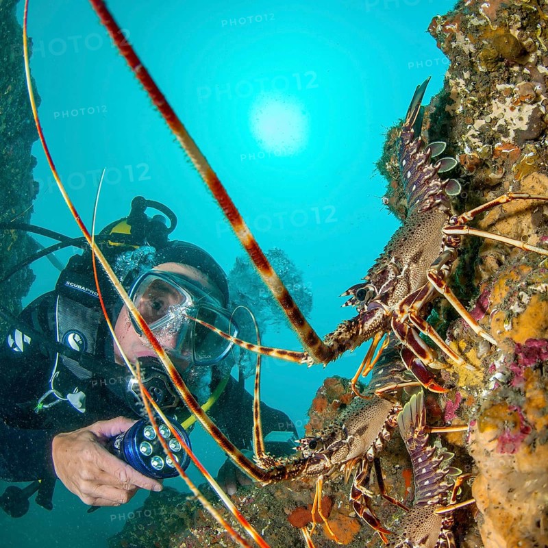Mediterranean Lobster