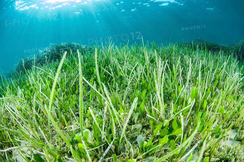 Cymodocea nodosa and Halophila stipulacea seagrasses with green alga Caulerpa prolifera