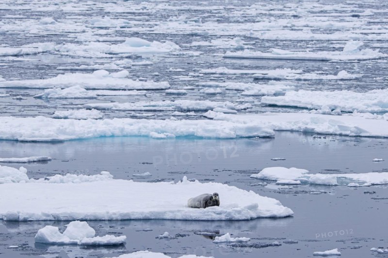 Bearded seal