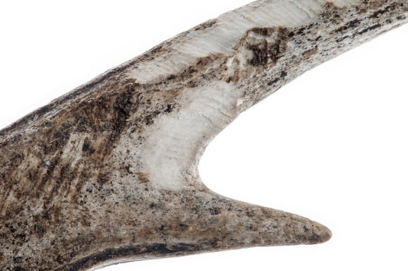 Shed antler of European roe deer