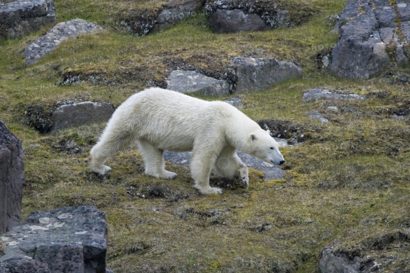 Solitary polar bear