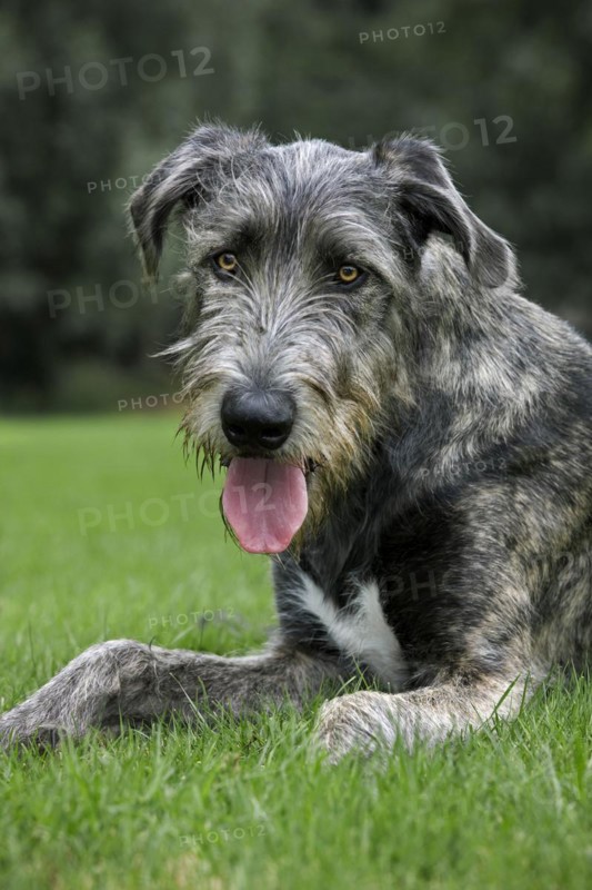 Irish wolfhound