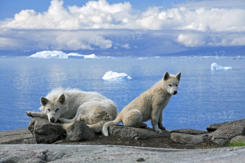 Greenland dog