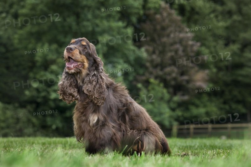 English Cocker Spaniel