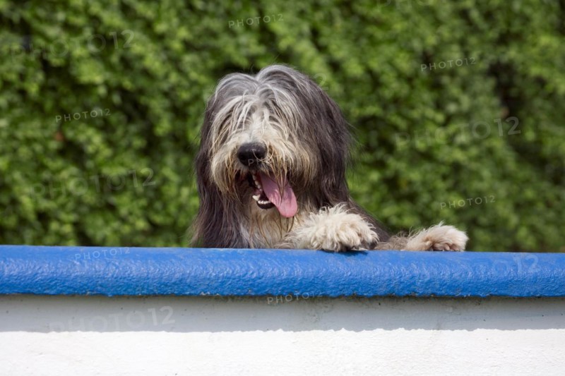 Bearded collie gasping in garden