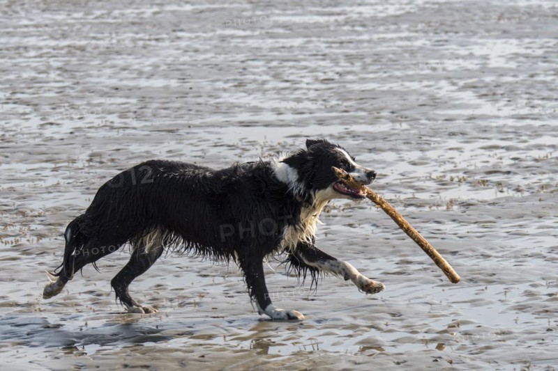 Black & white Border Collie running and playing fetch with large branch in mouth on sandy beach at low tide along the North Sea coast
