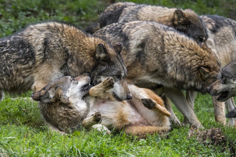 Submissive gray wolf