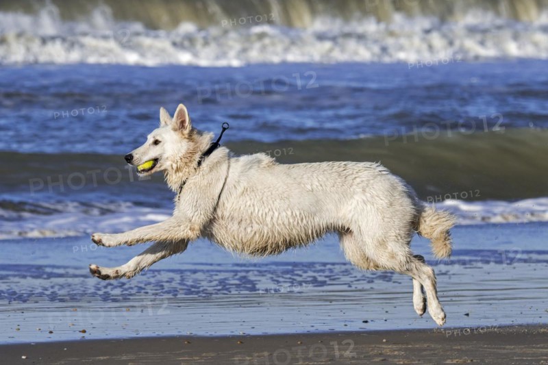Berger Blanc Suisse