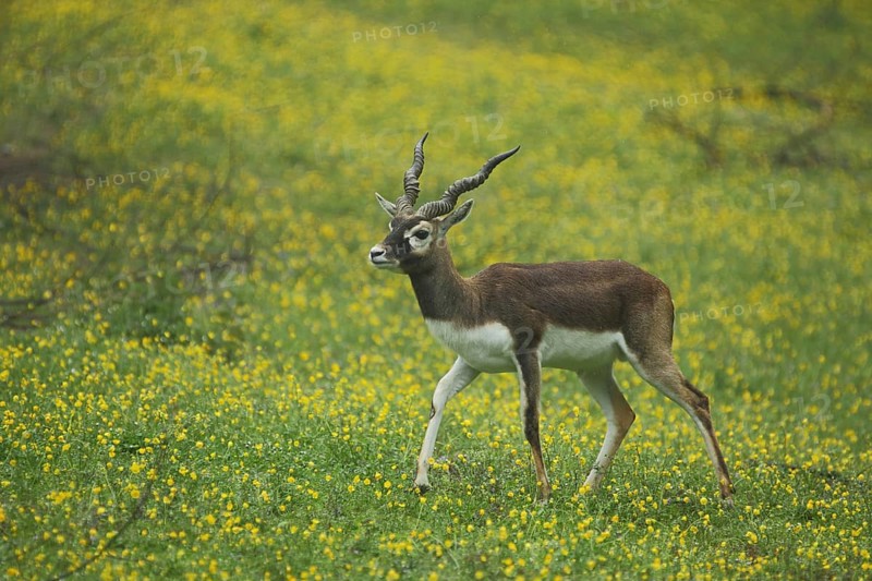 Male blackbuck