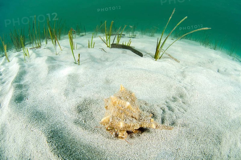 Hermit crab in a spined murex shell