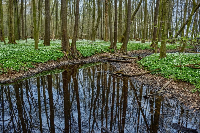 The Lasker Auenwald nature reserve in the Sorbian settlement area in spring