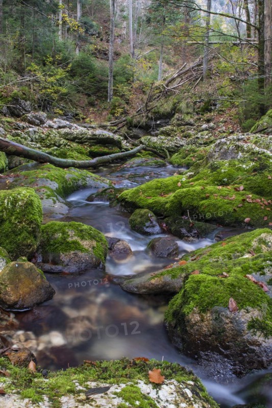 Mossy mountain stream in UNESCO World Natural Heritage Duernstein
