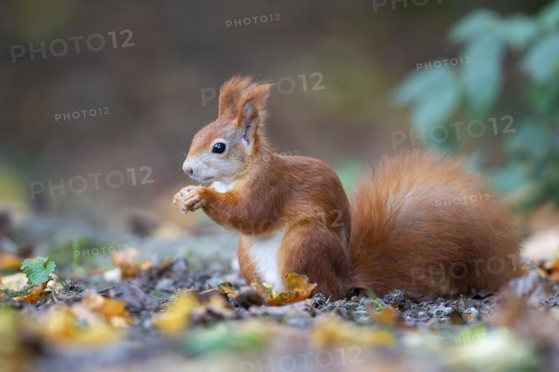 Eurasian red squirrels