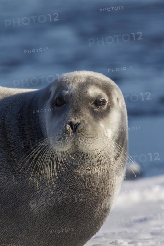 Bearded seal