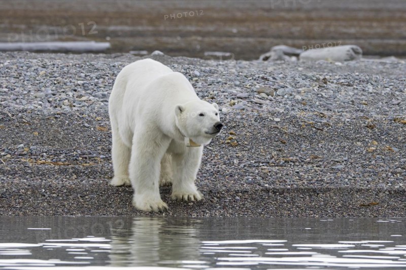 Polar bear