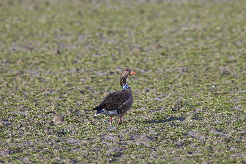 Migrating greylag goose