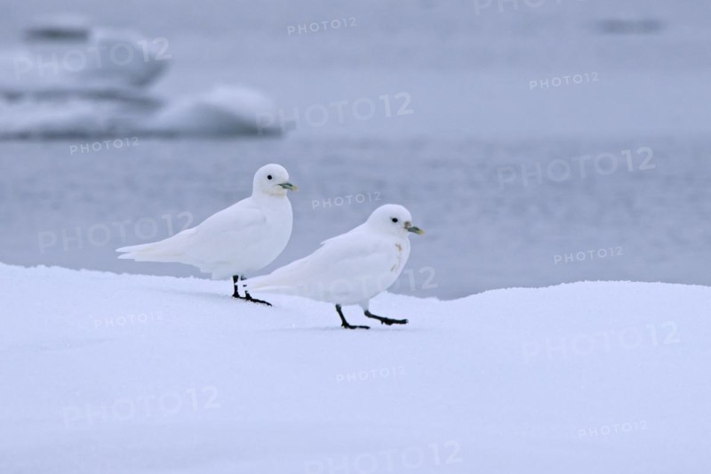 Two ivory gulls