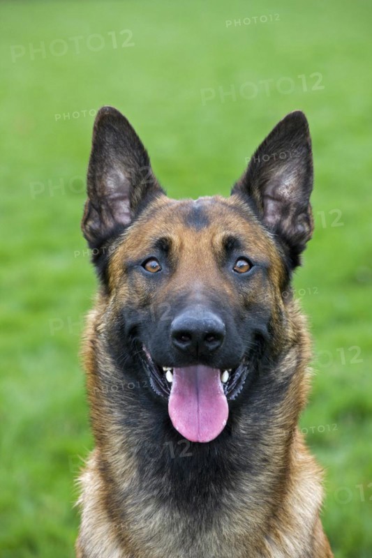 Belgian Shepherd Dog