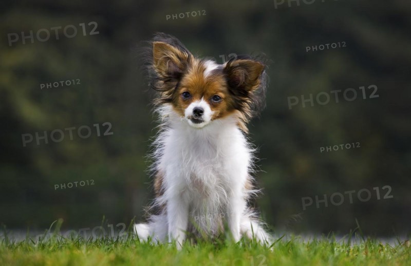 Papillon dog