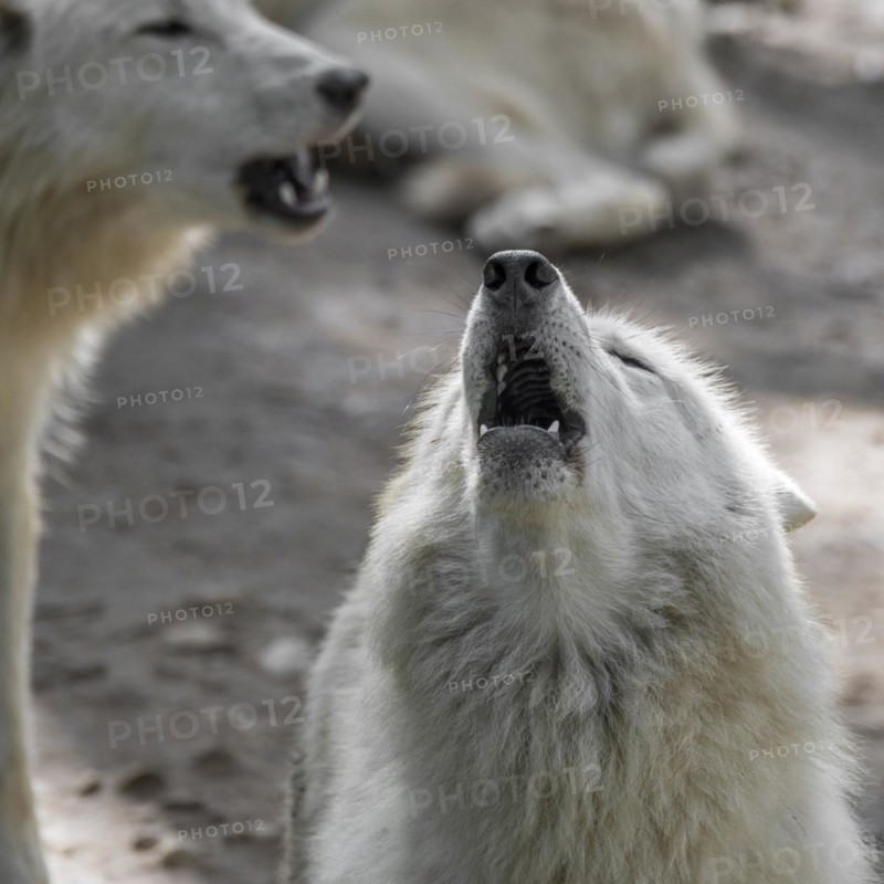 Hudson Bay wolf pack