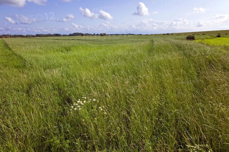 Dike hinterland near Dorum