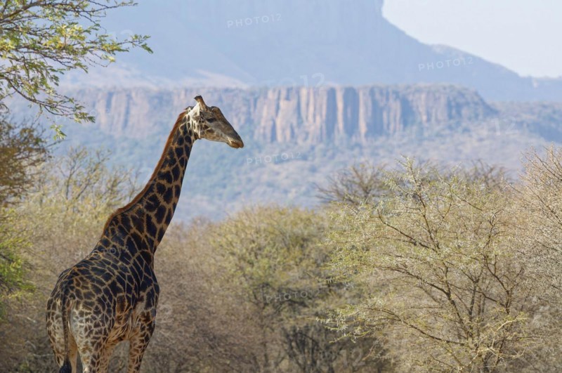 South African giraffe