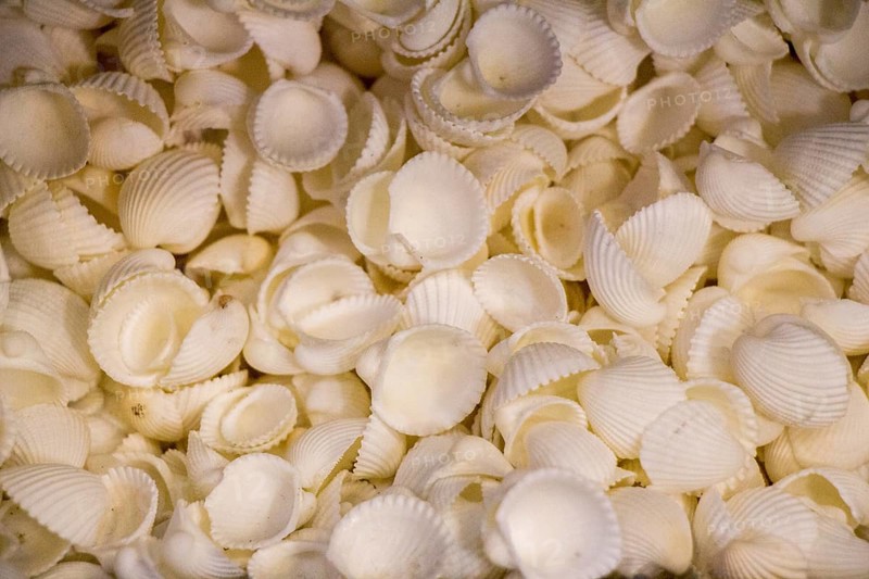 Same type of sea shells collected for decorative purposes