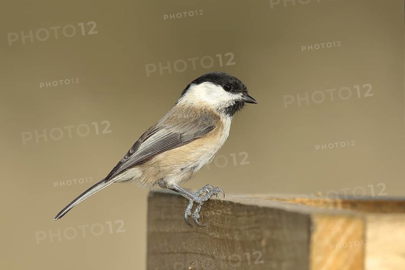 Willow Tit