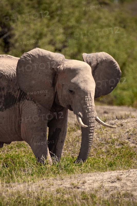 A beautiful young elephant roaming the savannah. Beautifully detailed shot of the elephant in search of food and water. The famous red elephants in the gene of Tsavo West National Park, Kenya, Africa