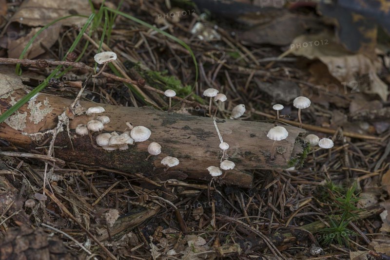 Clerine tree fungi on a tree stump in a mixed forest, Bavaria, Germany, Europe