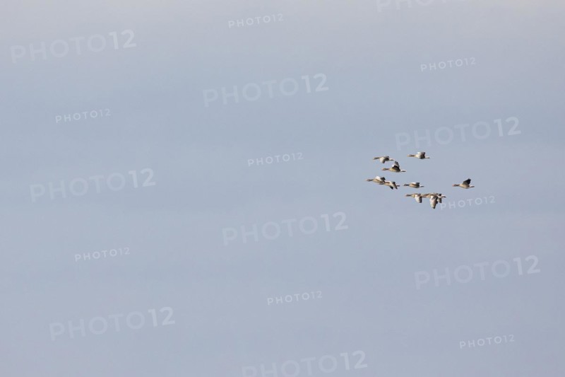 Greylag Goose