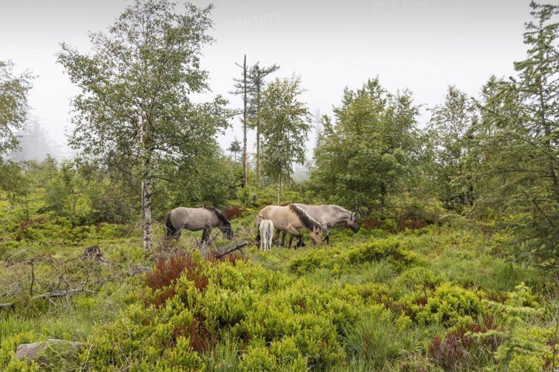Grinden plateau, the typical landscape of the Black Forest plateau is kept free by grazing horses, Baiersbronn, Baden-Wuerttemberg, Germany, Europe