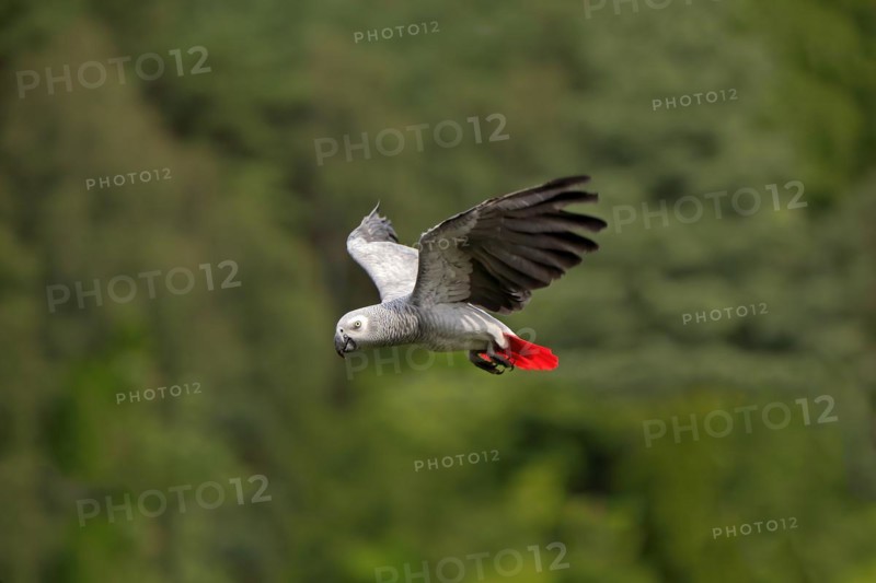 Grey parrot