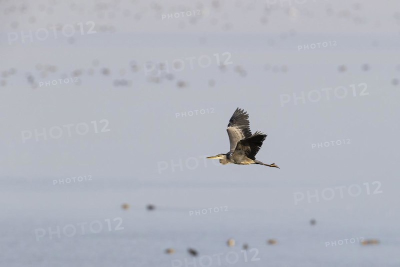 Grey heron
