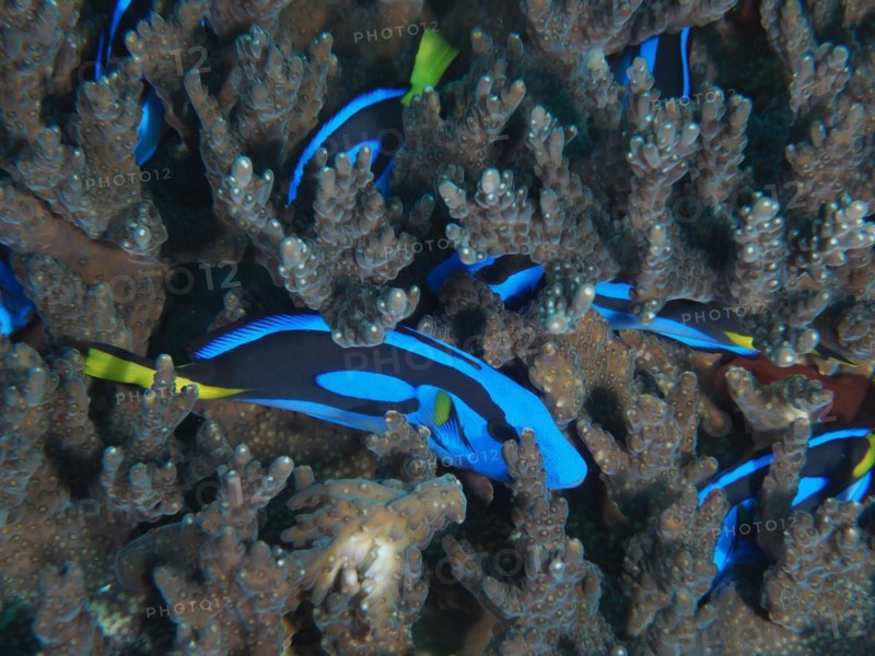 A group of juvenile palette surgeonfish