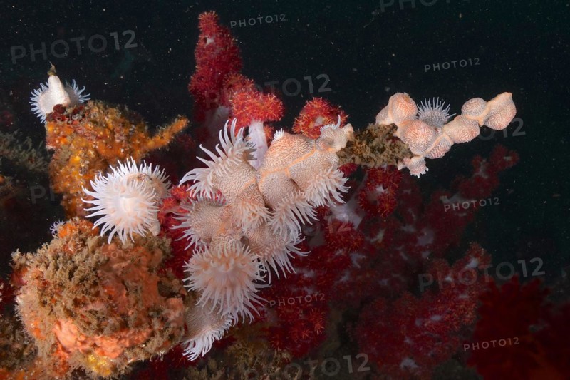 Tiger anemone, gorgonian wrapper