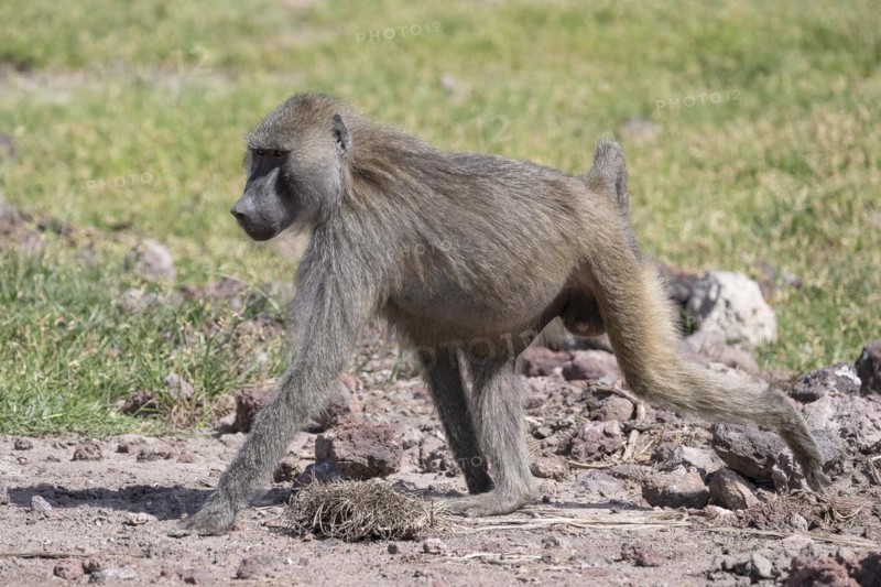Olive baboon