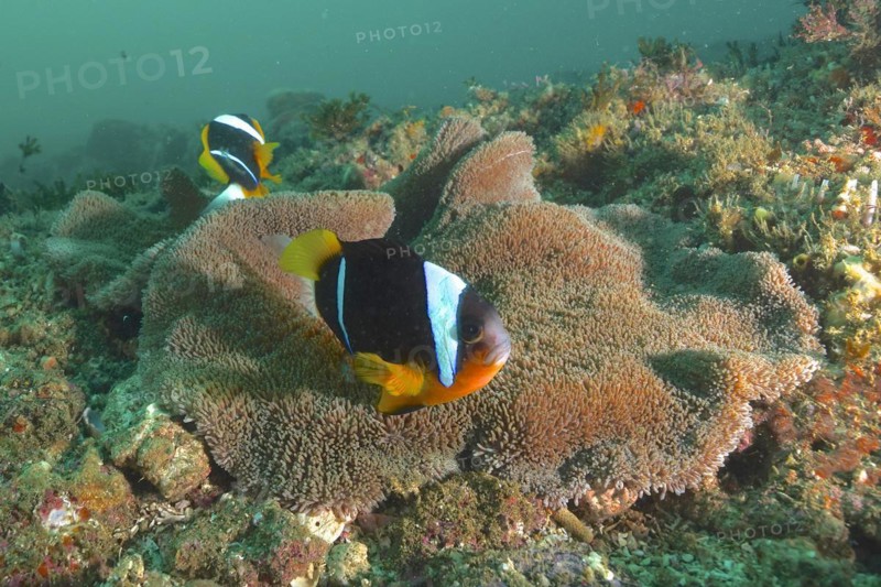 A pair of Allard's anemonefish