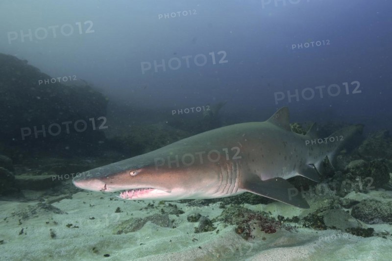 Sand tiger shark