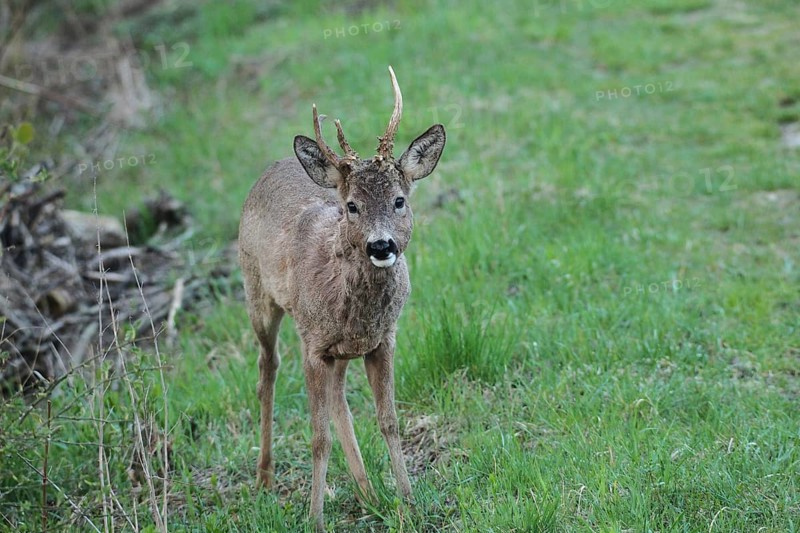 European roe deer