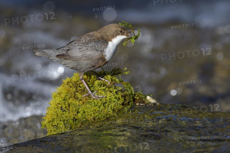 White-throated Dipper