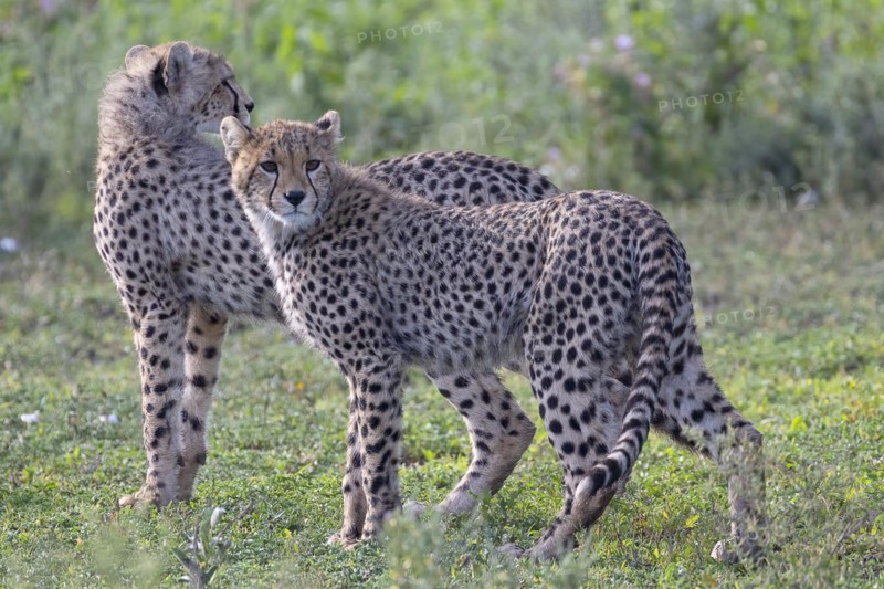 Cheetah