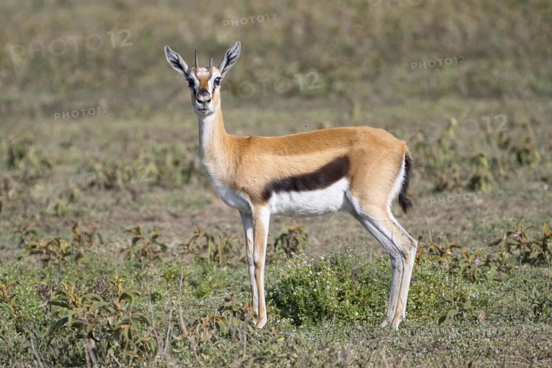 Serengeti thomsons gazelle