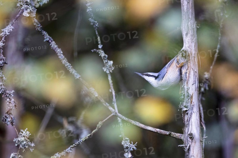 Northern eurasian nuthatch