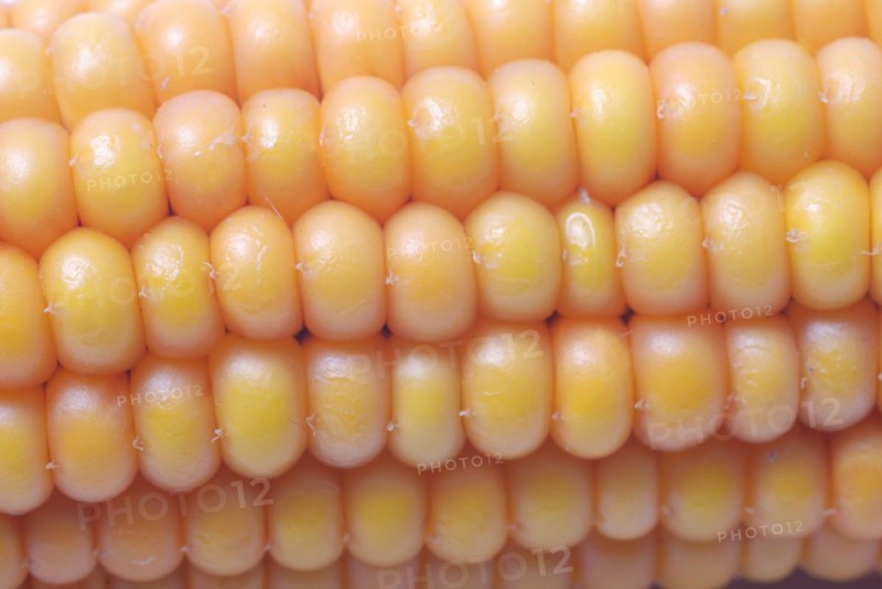 An ear of ripe corn