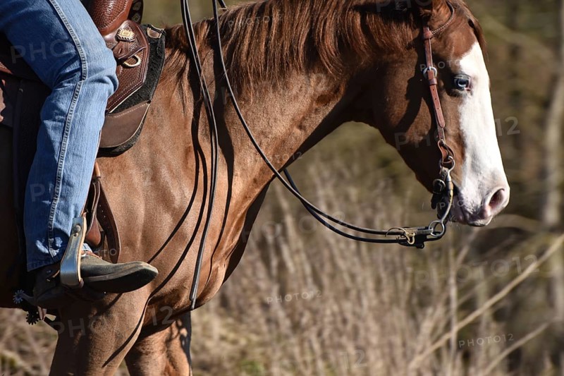 Close-up of the head and neck with headstall and reins of a western horse of the breed American Quarter Horse during training in the riding arena in late winter, chestnut coloured horse with large mark on the head and one blue eye, Rhineland-Palatinate, Germany, Europe