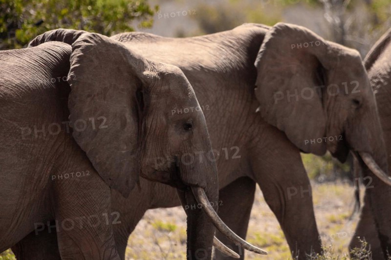 Herd of elephants in the savannah of East Africa, red elephants in the gene of Tsavo West National Park, Kenya, Africa