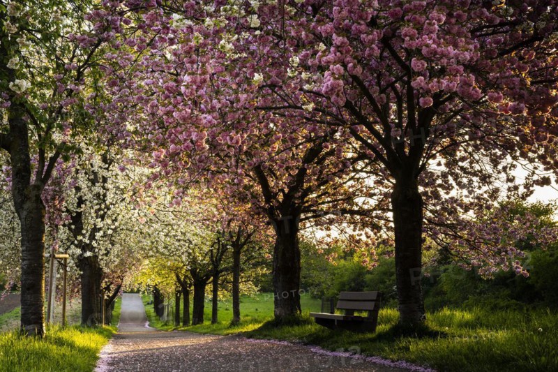 Landscape in spring, an avenue with blossoming cherry trees in pink and white at the golden hour in the evening. There is a bench at the edge of the path. Plankstadt, Baden-Wuerttemberg, Germany, Europe