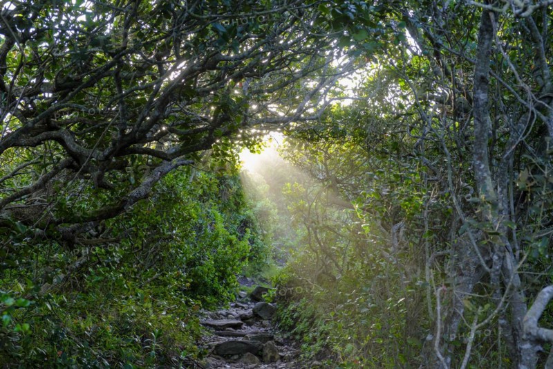 Ray of light, mood in the forest, Robberg Island, Robberg Peninsula, Robberg Nature Reserve, Plettenberg Bay, Garden Route, Western Cape, South Africa, Africa